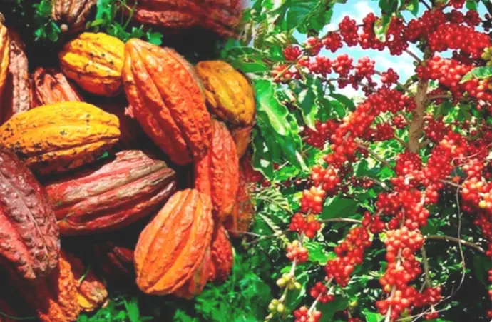 Abou-services-international culture de cacao en pleine maturation